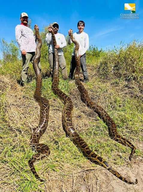 Pictured are biologists Ian Easterling and Ian Bartoszek with field tech Jason Edelkind. (Conservancy of Southwest Florida/TNS/TNS)