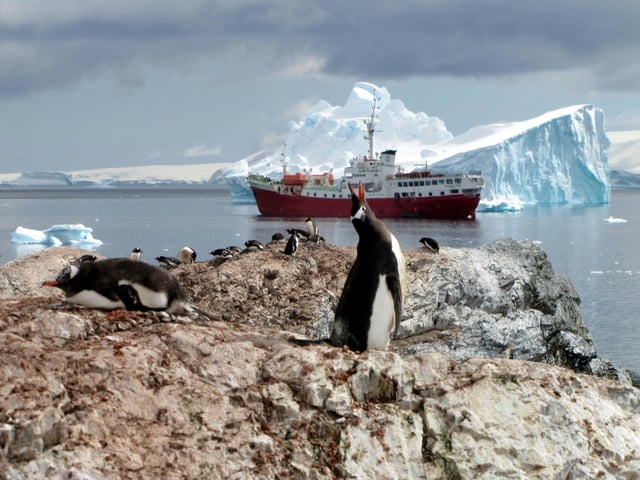 Des manchots, sur la péninsule Antarctique le 1er janvier 2010
