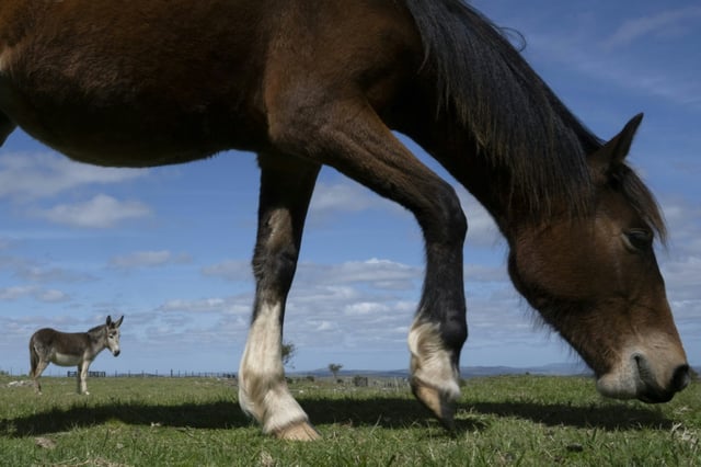 Ein ICE ist in Rheinland-Pfalz gegen ein ausgerissenes Pferd geprallt. Das Tier verendete noch vor Ort, wie die Bundespolizei in Trier mitteilte. Demnach ereignete sich der Unfall bei Deesen im Westerwald.