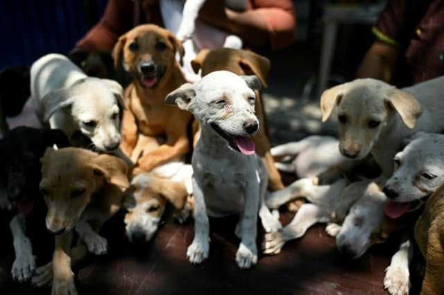 Zollbeamte haben 20 Hundewelpen entdeckt, die bei einem illegalen Tiertransport durch Bayern im Kofferraum eines Autos eingepfercht waren. Die zum Teil unterernährten Tiere wurden in Tierheime gebracht, wie die Bundespolizei in München mitteilte.