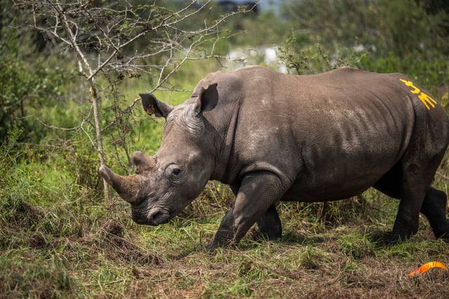 A southern white rhino explores its surrounding after translocation from South Africa to Rwanda's Akagera National Park. Image © Gael Vande Weghe.