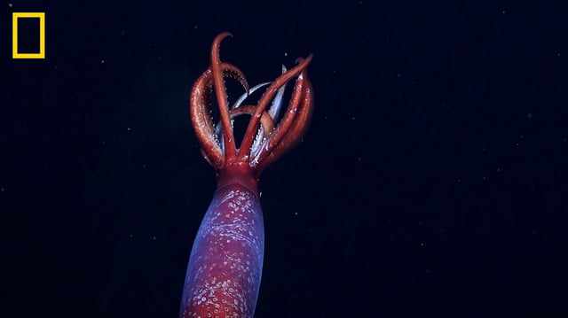 First-known sighting of the squid Gonatus antarcticus alive, spotted by researchers on the National Geographic and Rolex Perpetual Planet Expedition in the Southern Ocean. For more on this story, visit natgeo.com.