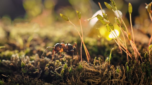 Ant