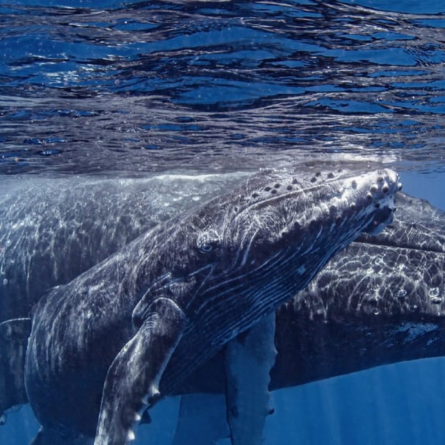 humpback whale mom and calf under the ocean surface