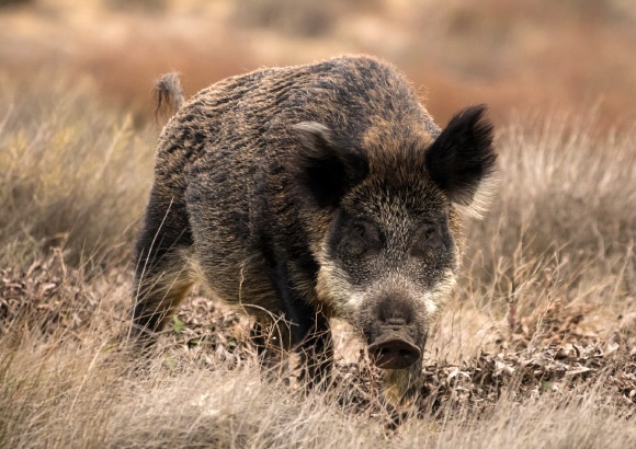 The wild boar (Sus scrofa). Image credit: Elşad İbrahimov / CC BY-SA 4.0.