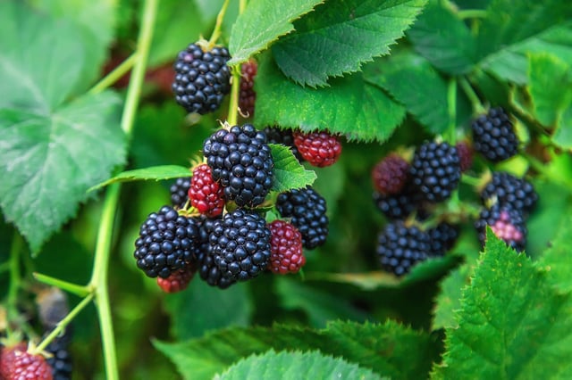 Blackberries joined the "Dirty Dozen" list after testing by the US Department of Agriculture.