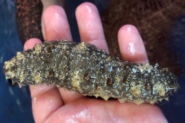 The sea cucumber produces a sugary compound that can inhibit cancer spread