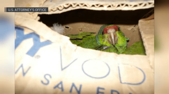 One of the birds inside a cardboard box that was found on the passenger floorboard.