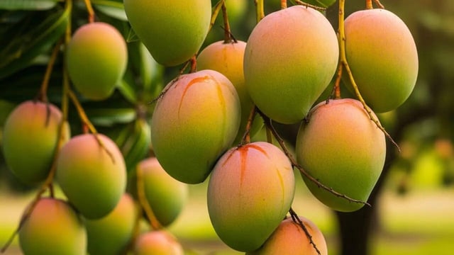 MANGO PRICES