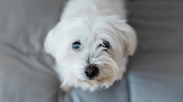 Maltese are among the dog breeds that could be more susceptible to diarrhea.