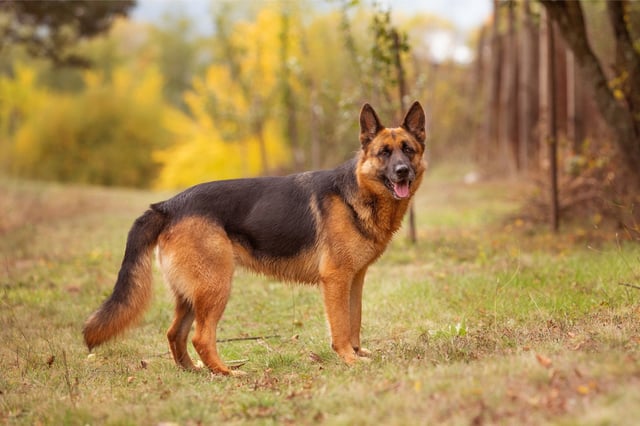 © Bildagentur Zoonar GmbH via Shutterstock