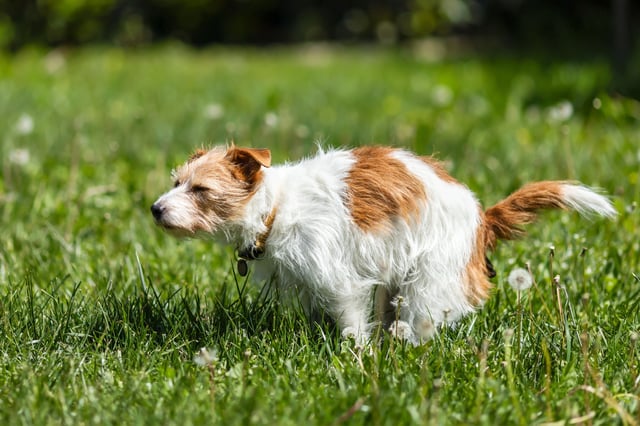 A stock image of a small white and brown dog going to the bathroom outside in the grass.