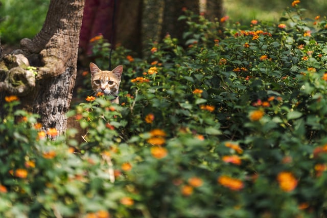 Tabby cat in a flowering bush