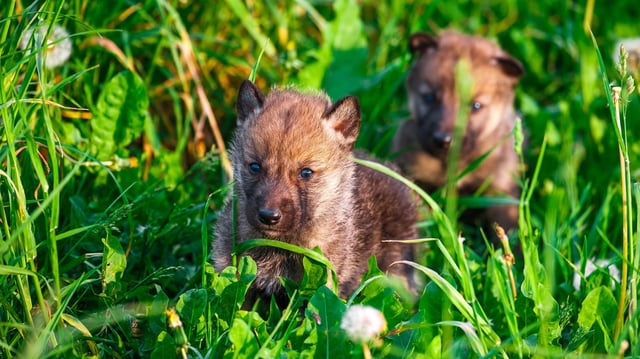 Wolf cubs like the ones pictured above are genetically very similar to their earliest ancestors.