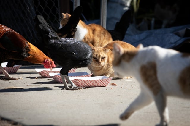 Cats and chickens eat on food that was placed by Josh Hirschmiller, community cat field coordinator, on Thursday, Dec. 12, 2024 in San Diego, California.   Hirschmiller said there are about 15 cats in the colony and that he trapped them about two years ago. He considers the colony a successful trapping because they are all fixed, healthy and have not had more offspring. He said the “community cat” program focuses on trapping cats in the 92113 zip code because that is where most of the intake kittens have come from other the last year. (Ana Ramirez / The San Diego Union-Tribune)