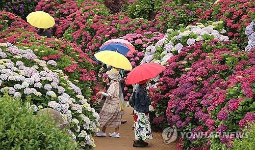 Tourists walk through a flower garden holding umbrellas on Jeju Island on June 12, 2025, as the nation is set to enter the summer monsoon season this week. (Yonhap)