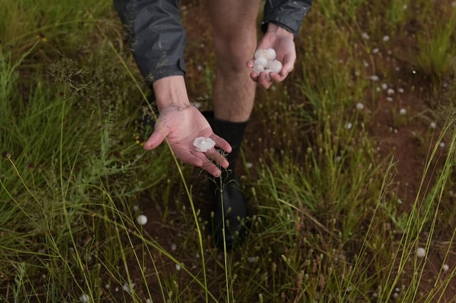 Tony Illenden, a member of Northern Illinois University's Husky Hail Hunter team, picks up hail during a Project ICECHIP operation Friday, June 6, 2025, near Morton, Texas. (AP Photo/Carolyn Kaster)