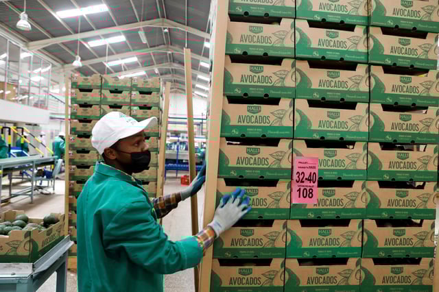 An employee stacks crates of avocados before being shipped from the Kakuzi pack house in Makuyu, Kenya. May 11, 2022. Picture taken May 11,2022. REUTERS/Baz Ratner/File Photo