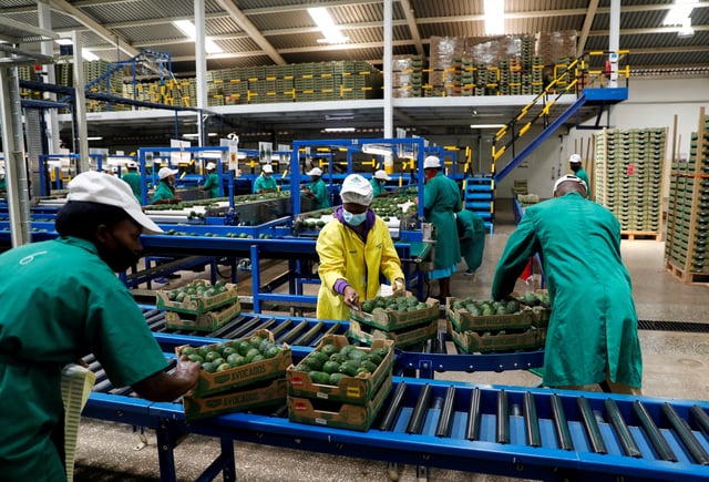Employees examine avocados at the Kakuzi pack house in Makuyu, Kenya, May 11, 2022. Picture taken May 11, 2022. REUTERS/Baz Ratner/File Photo