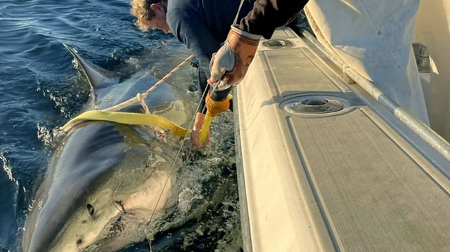 Contender, the great white shark, was tagged by Ocearch researchers 45 miles off the Florida-Georgia coast near Jacksonville in January. (OCEARCH PHOTO)