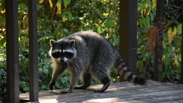A Kentucky man is accused of releasing a raccoon into a bar he was banned from.