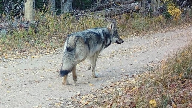 An uncollared gray wolf pup believed to be the fifth member of the displaced Copper Creek wolf pack walks in front of a Colorado Parks and Wildlife game camera retrieved Sept. 20, 2024. (Provided by Colorado Parks and Wildlife)