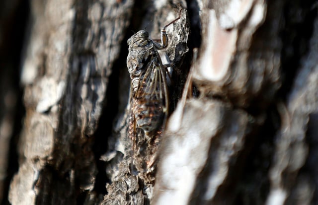 A cicada resting on a tree in Saint-Paul-de-Vence, southeastern France