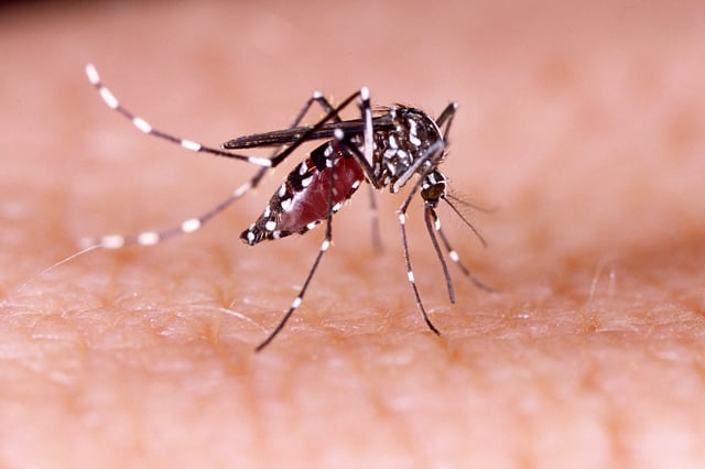 La démoustication vise à limiter la propagation du virus.