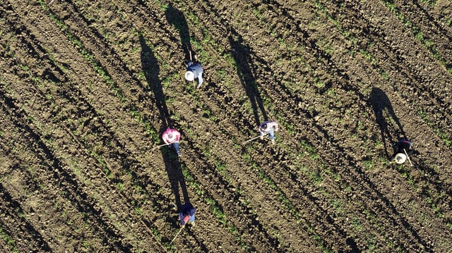 Farmworkers on a field in March near the US-Mexico border in Calexico, California. Undocumented workers make up an estimated 40% of farmworkers in the United States.