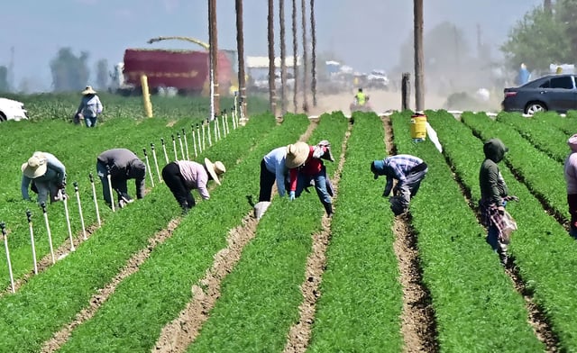 Farm workers work in fields south of Bakersfield in Kern County in April. Roughly half of the Central Valley&#39;s farm workforce is undocumented.