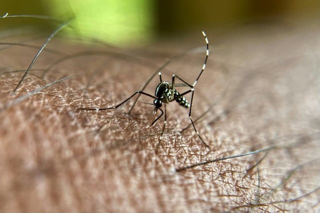 Le virus du chikungunya se transmet via les piqûres de moustiques tigre infectés, passant ainsi d'un humain à l'autre