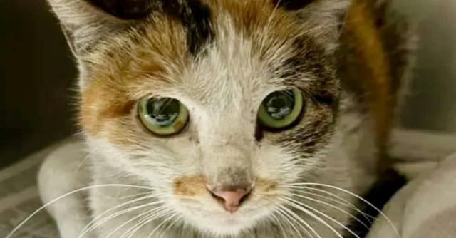 A skinny, dirty calico cat sits hunched up inside a kennel.