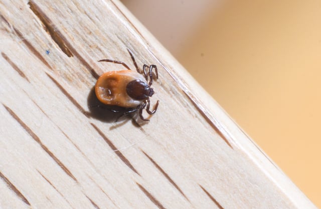 Eine Zecke der Spezies Gemeiner Holzbock (Ixodes ricinus, Weibchen).