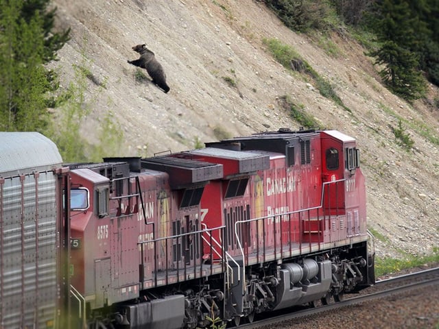  A male grizzly scrambles up an embankment as a CPKC train rushes by in the Bow Valley Parkway of Banff National Park in 2013.