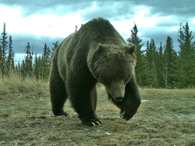 Bear 122 — also known as The Boss — narrowly escaped being struck by a train in May. An accompanying female grizzly was killed.