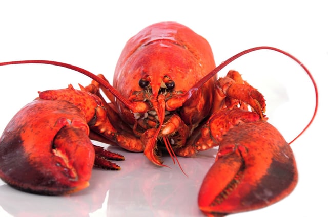 Lobster (Shutterstock)