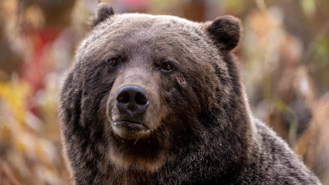 'The Boss,' or Bear No. 122, is a massive grizzly bear that usually can be seen around Banff National Park. Two female bears were killed last month by trains, but The Boss was uninjured. 