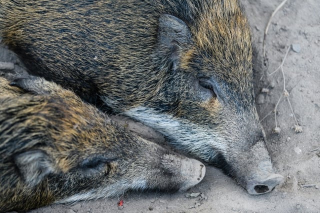 Bei einem Wildschwein im Kreis Olpe ist der erste Fall von Afrikanischer Schweinepest (ASP) in Nordrhein-Westfalen nachgewiesen worden. Ein entsprechender Nachweis wurde laut Landesregierung vom Friedrich-Loeffler-Institut bestätigt.