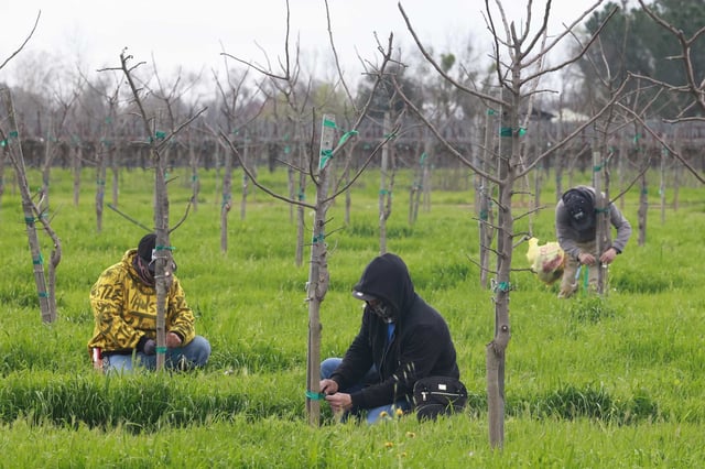 Farmworkers prune young pistachio trees that stand where a vineyard once existed on the property of Vino Farms in Galt in March 2024. 