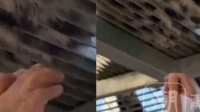 Officials noted that pulling the animal’s hair can cause stress and may lead to aggressive reactions.