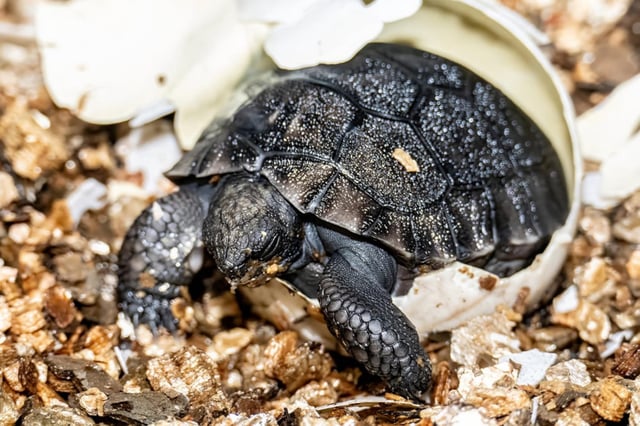 Hatchling from one egg out of a clutch of 8 that was laid January 27th, successfully hatched on June 4th, 2025.
