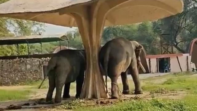 An alleged image of two elephants at the Delhi Zoo taking shelter under a shed at the enclosure were shared widely on social media. The zoo said the elephants were well cared for and the chains were precautionary. (X)