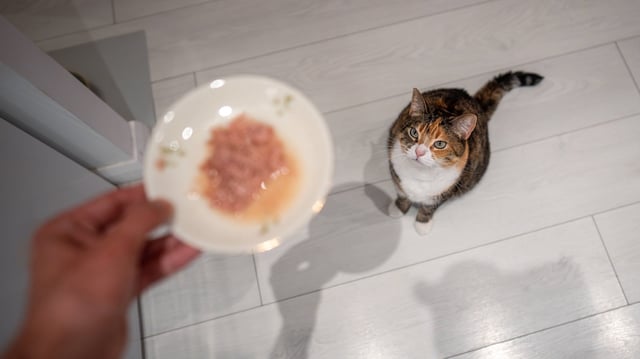 Ein Katzenfutter bei Kaufland ist von einem Rückruf betroffen.