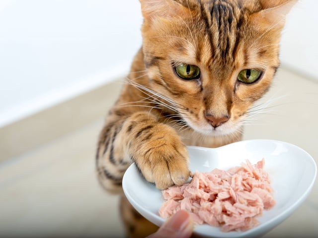 Bei Kaufland wird ein Katzenfutter zurückgerufen - es besteht Verletzungsgefahr.