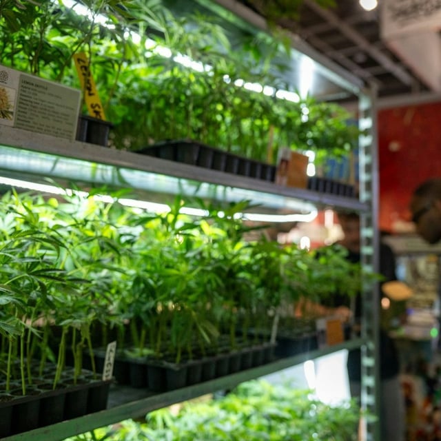 Zahlreiche Hanfpflanzen werden an einem Stand auf der Hanfmesse "Mary Jane" präsentiert. Dieses Jahr soll sie das größte Cannabis-Event der Welt werden.