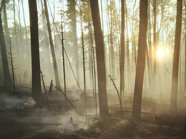  Experts say the wildfires burning across western Canada have the potential to change the landscape by pushing forests to adapt and prevent certain common Canadian trees from regrowing.