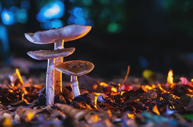Psilocybin