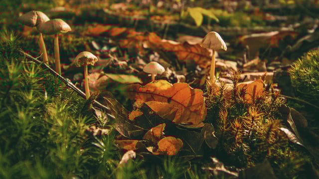 Scientists say the fungus is spreading in parts of the US, especially in warm, wet states like Florida, Louisiana, Texas, Georgia, and California. (Representative image)