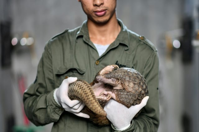 This photograph taken on September 14, 2020 shows head keeper Tran Van Truong holding a pangolin inside its enclosure at Save Vietnam's Wildlife, a group that runs a pangolin conservation program inside the Cuc Phuong National Park