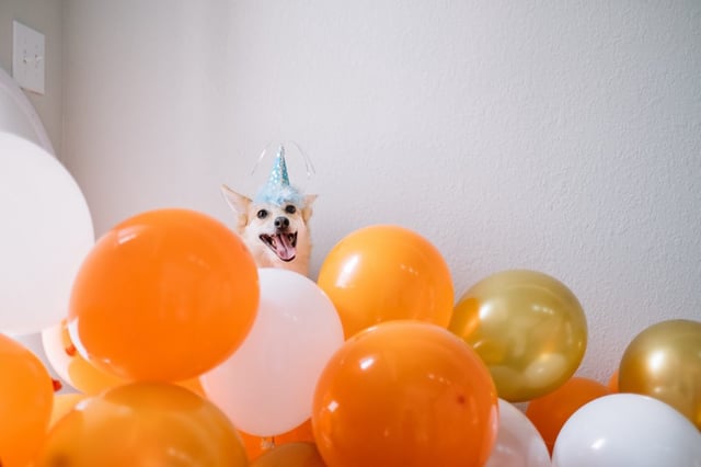 Your dopey dog doesn’t have a clue what a birthday is
(Photo: jin chu ferrer/Getty)